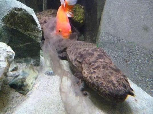 紅龍魚掉眼手術視頻大全（紅龍魚掉眼手術視頻大全圖片）