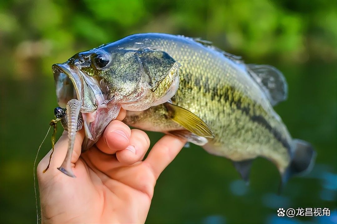 龍魚麻醉運輸注意事項有哪些 龍魚麻醉運輸注意事項有哪些 龍魚百科 第6張