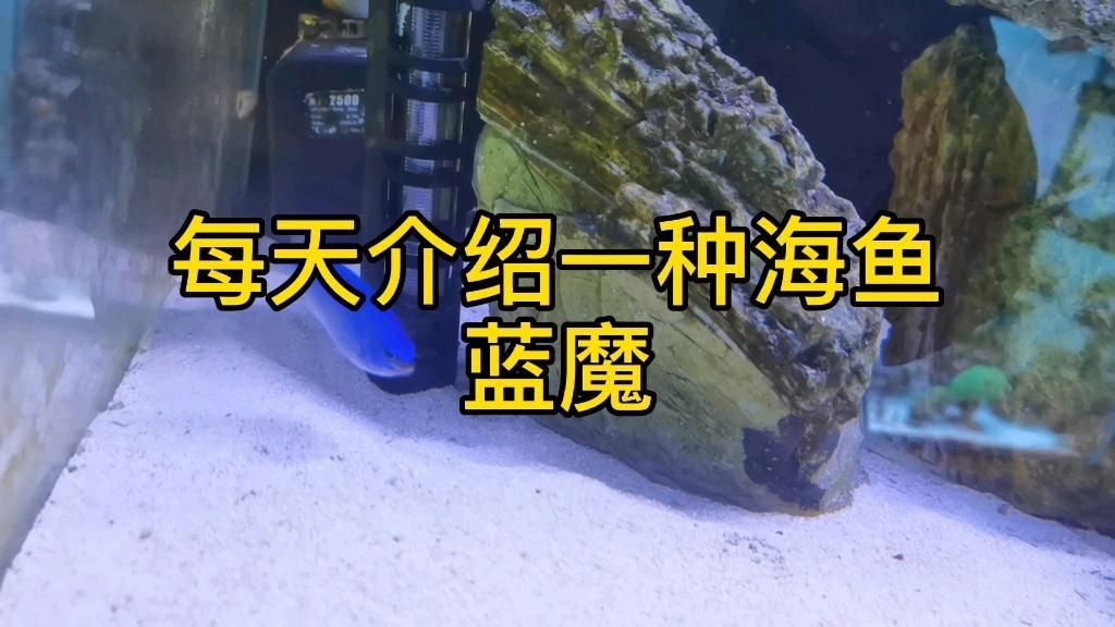 藍魔魚和神仙魚的區別