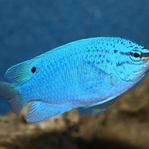 藍魔魚和神仙魚的區別