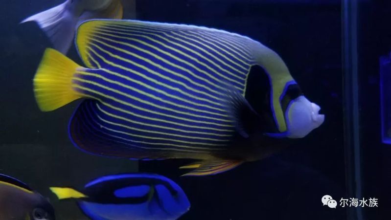 藍魔魚和神仙魚的區別