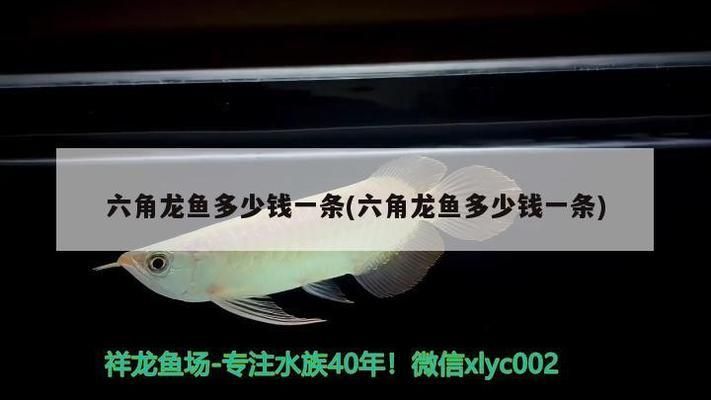 六角龍魚多少錢一條，六角龍魚市場價(jià)格趨勢