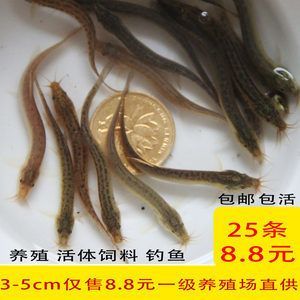 龍魚吃什么餌料：龍魚人工餌料品牌推薦,龍魚餌料營養成分對比,如何自制龍魚餌料