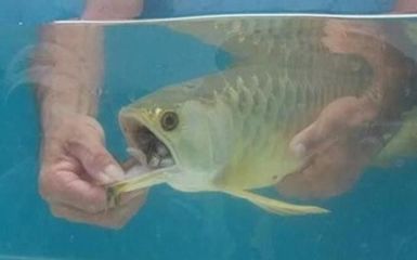 金龍魚一直張嘴閉嘴：金龍魚一直張嘴閉嘴可能有多種原因 金龍魚一直張嘴閉嘴：金龍魚一直張嘴閉嘴可能有多種原因 龍魚百科 第2張