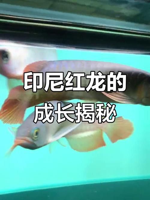 紅龍魚品種體型大小 紅龍魚品種體型大小 龍魚百科 第1張