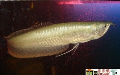 養(yǎng)兩只銀龍魚好嗎：養(yǎng)兩只銀龍魚需要注意什么？