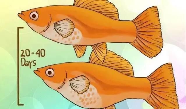 如何判斷粉色龍魚是否懷孕？