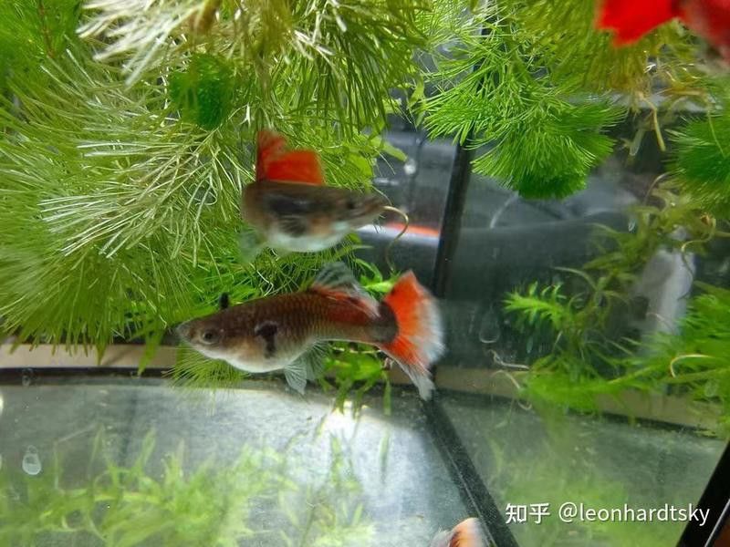 如何判斷粉色龍魚是否懷孕？