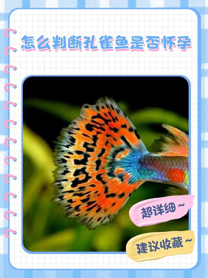 如何判斷粉色龍魚是否懷孕？