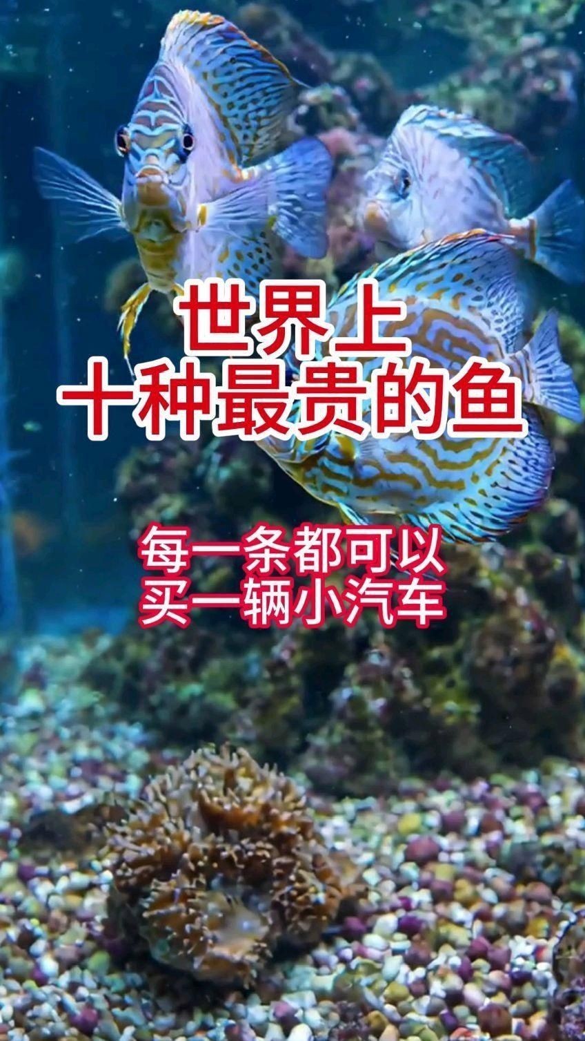 十大最貴魚第一名
