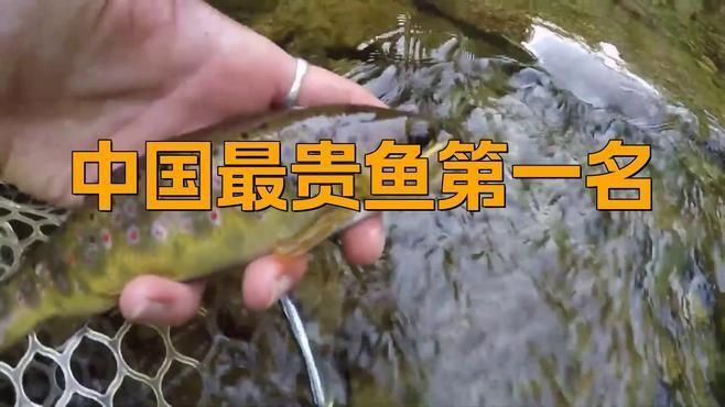 十大最貴魚第一名