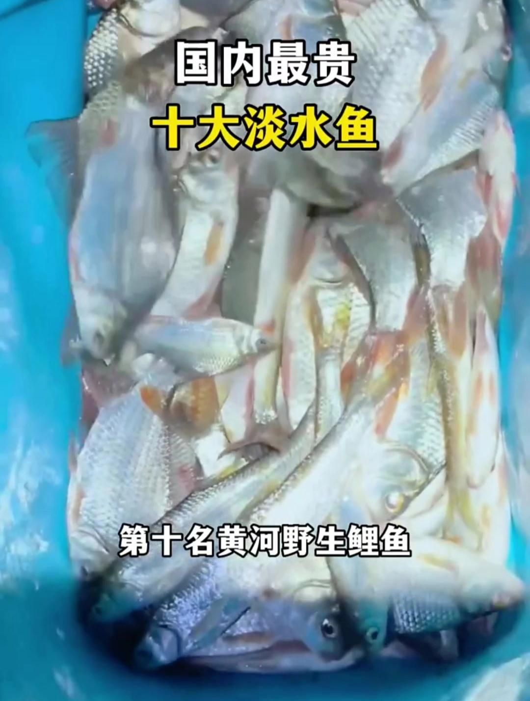 十大最貴魚第一名