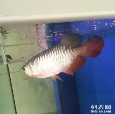 小型龍魚的飼養方法：小型龍魚是一種全長2.5-3厘米的觀賞魚