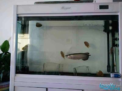龍魚趴缸不動了怎么處理方法：龍魚趴缸不動了怎么處理