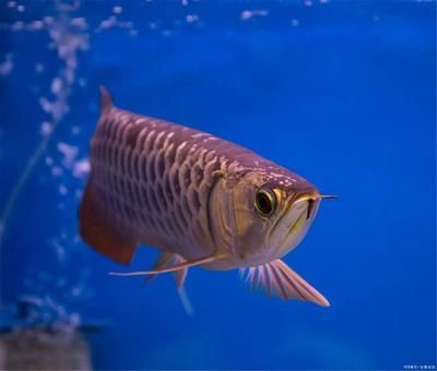 龍魚有哪幾種品種（龍魚品種分類及種介紹）
