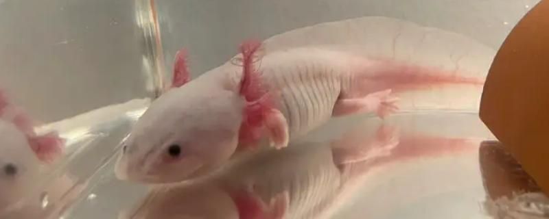 六角恐龍魚什么寓意：六角恐龍魚在中國文化中的歷史淵源