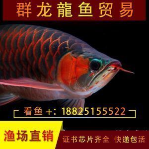 龍魚賽級什么意思（世界龍魚錦標賽總冠軍13號大紅龍售價幾千元人民幣）