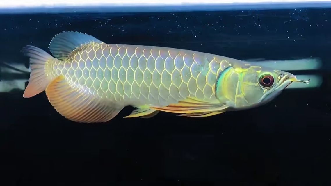 龍魚賽級什么意思（世界龍魚錦標賽總冠軍13號大紅龍售價幾千元人民幣）