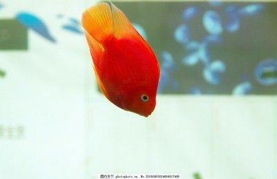 飼養鸚鵡魚需要注意以下幾點鸚鵡魚和銀龍魚需要注意以下幾點：觀賞魚鸚鵡和銀龍魚怎么養