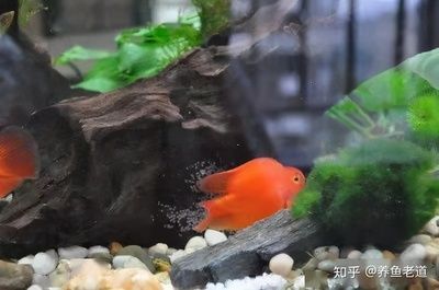 飼養鸚鵡魚需要注意以下幾點鸚鵡魚和銀龍魚需要注意以下幾點：觀賞魚鸚鵡和銀龍魚怎么養