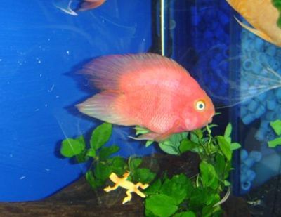 飼養鸚鵡魚需要注意以下幾點鸚鵡魚和銀龍魚需要注意以下幾點：觀賞魚鸚鵡和銀龍魚怎么養
