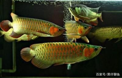 龍魚喂蝦和魚哪個好一點（龍魚喂蝦和喂魚哪個好一點龍魚喂蝦和喂魚哪個好一點）