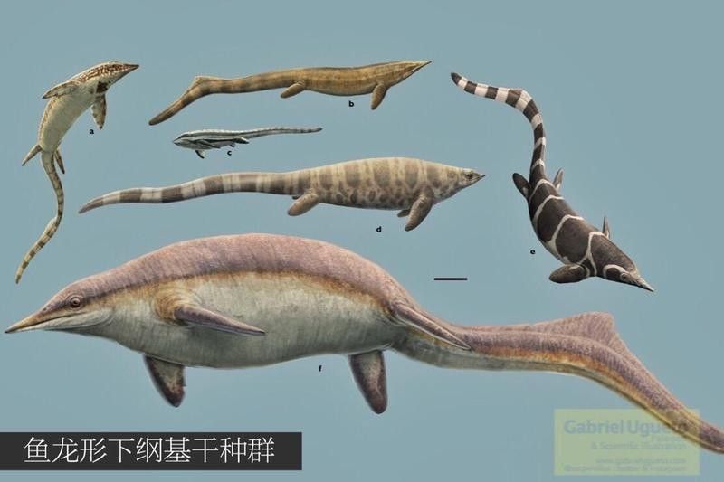魚龍有哪些已知的物種？