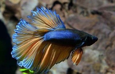 印尼小紅龍魚市場價格趨勢：印尼小紅龍魚價格走勢圖表分析印尼小紅龍魚價格走勢圖表分析