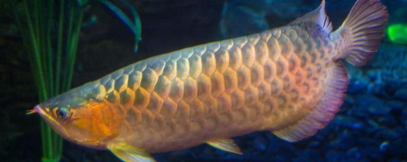 龍魚干蝦有營養嗎 金龍魚有多長壽命:金龍魚的壽命可以達到數十年之久,金龍魚有多長壽命 龍魚百科 金龍魚有多長壽命:金龍魚的壽命可以達到數十年之久,金龍魚有多長壽命 金龍魚有多長壽命:金龍魚的壽命可以達到數十年之久,金龍魚有多長壽命 龍魚百科