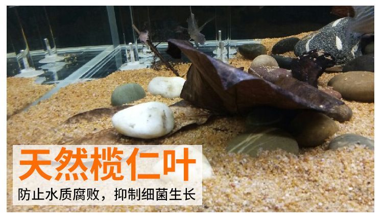 龍魚吃的蝦可以喂烏龜嗎：龍魚吃的蝦可以喂烏龜嗎龍魚吃的蝦可以喂烏龜嗎