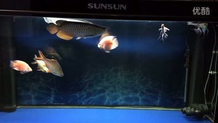 大高背金龍魚：關于大高背金龍魚的一些基本信息 大高背金龍魚：關于大高背金龍魚的一些基本信息 龍魚百科 第3張