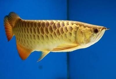 大高背金龍魚:關于大高背金龍魚的一些基本信息 龍魚百科 第2張 大高背金龍魚:關于大高背金龍魚的一些基本信息 大高背金龍魚:關于大高背金龍魚的一些基本信息 龍魚百科 第2張