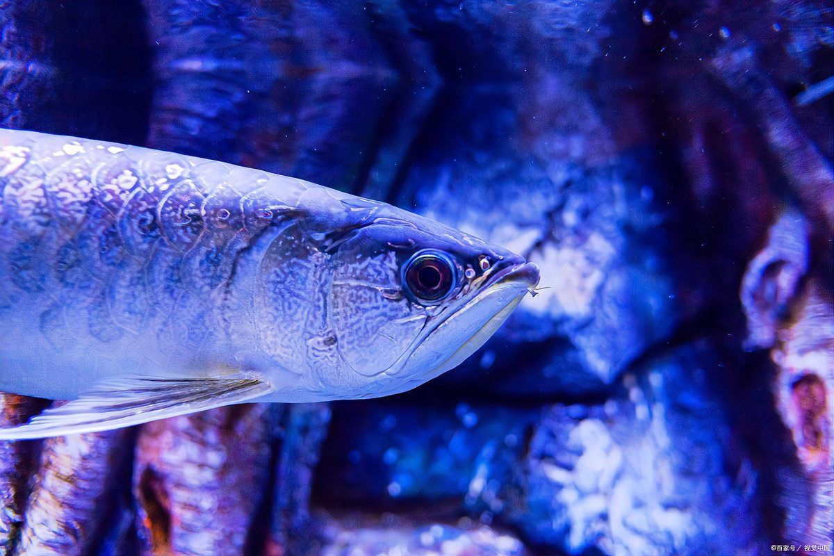 黑底透光對(duì)金龍影響 黑底透光對(duì)金龍影響 龍魚(yú)百科 第4張