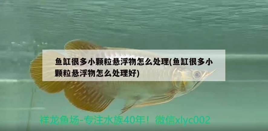 魚缸很多小顆粒懸浮物怎么處理(魚缸很多小顆粒懸浮物怎么處理好)