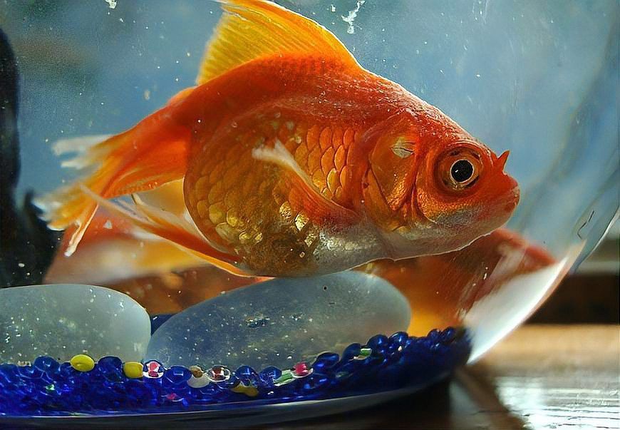 金頭金龍魚褪色后還能恢復(fù)嗎？