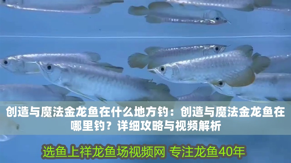 創造與魔法金龍魚在什么地方釣：創造與魔法金龍魚在哪里釣？詳細攻略與視頻解析