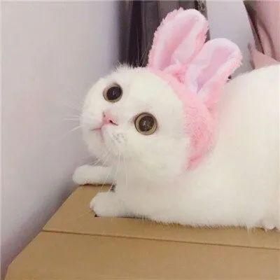 迷你招財貓情侶頭像