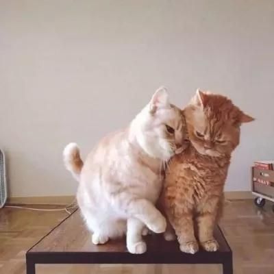 迷你招財貓情侶頭像