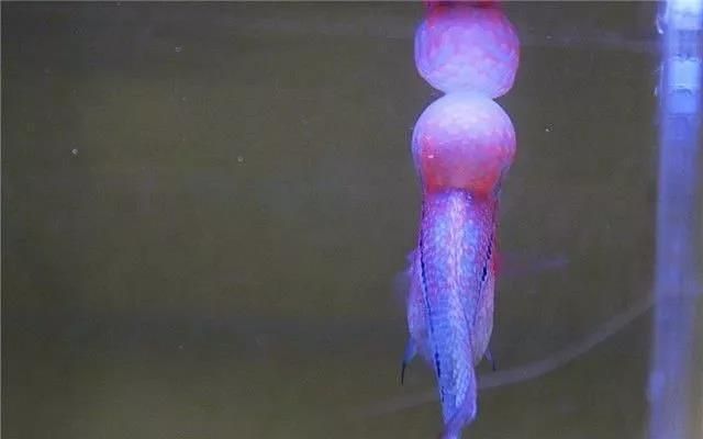 龍魚(yú)怎么預(yù)防內(nèi)寄病毒感染呢：如何預(yù)防龍魚(yú)內(nèi)寄病毒感染