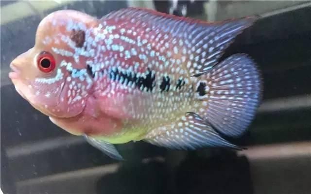 龍魚(yú)怎么預(yù)防內(nèi)寄病毒感染呢：如何預(yù)防龍魚(yú)內(nèi)寄病毒感染