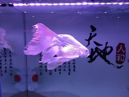 申古三間魚常見疾病的早期癥狀：如何判斷申古三間魚是否患腸炎