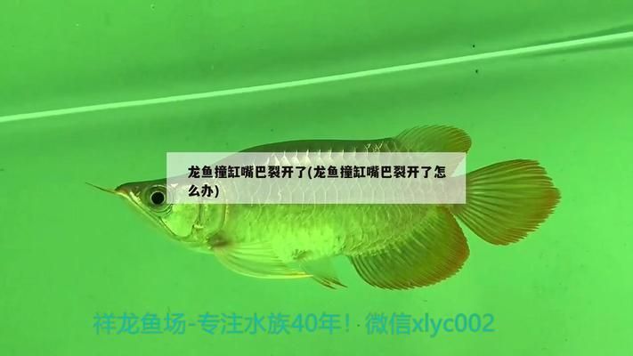 龍魚撞缸嘴巴受傷了：處理龍魚撞缸嘴巴受傷的一些詳細(xì)步驟和注意事項(xiàng)