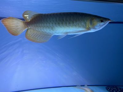 龍魚燈光譜：龍魚燈光色溫選擇指南,如何調節燈光增強龍魚金質