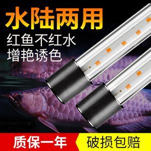 龍魚燈光譜：龍魚燈光色溫選擇指南,如何調節燈光增強龍魚金質