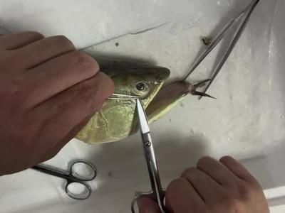 龍魚做完掉眼手術后怎么復位：龍魚掉眼手術后的復位方法和注意事項