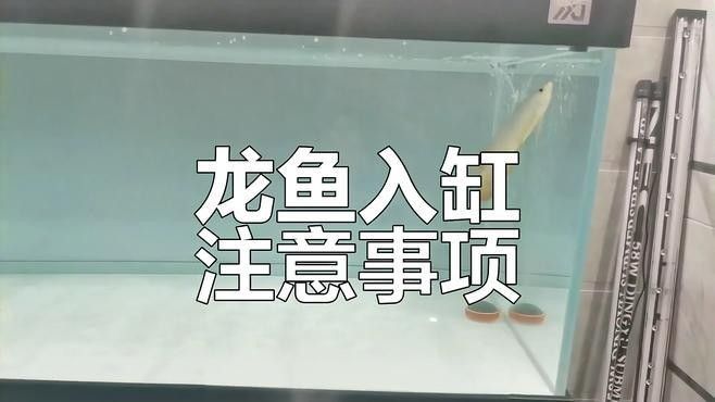 龍魚換缸后多久適應(yīng)新環(huán)境？