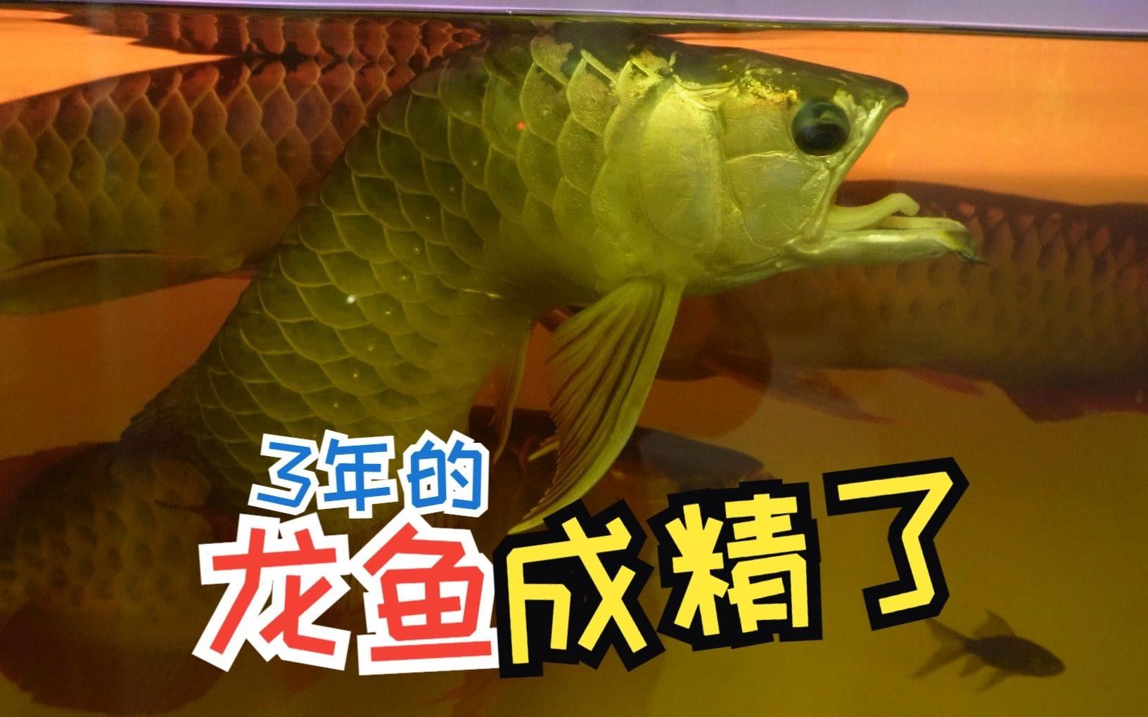 龍魚換缸后多久適應新環境？