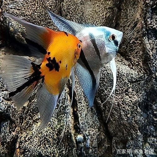 龍魚換缸后多久適應新環境？