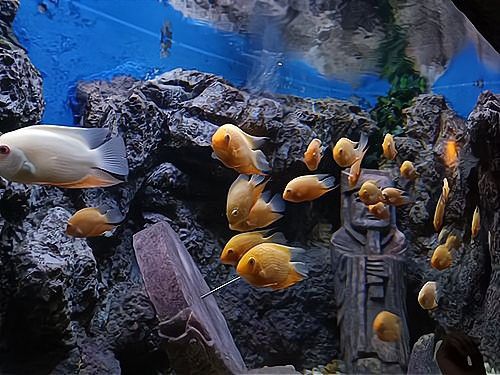 水族館加盟找祥龍魚場怎么樣