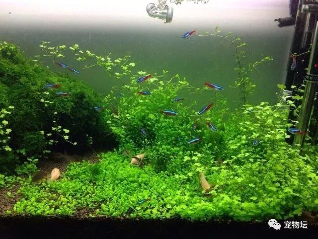 龍魚和錦鯉哪個更具有觀賞性？ 龍魚和錦鯉哪個更具有觀賞性？ 龍魚百科 第6張
